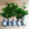 Espárrago Maceta Planta Verde Flor Bonsái Planta Interior Sala de Estar Hidropónico Espárrago Bambú Nube Espárrago Plantones Grandes Perenne Todo el Año