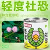 Presentes Infantis, Vasos Pequenos, Caixas Surpresa para Alunos do Ensino Fundamental, Pequenos Presentes, Plantas de Mesa Criativas Feitas à Mão, Plantas em Vasos Enlatados