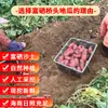 Auténtico camote dulce enriquecido con selenio de Qiaotou, Chengmai, Hainan, camote fresco, origen directo, camote castaño arenoso, primera generación de cabello