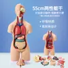 Modelo de Estructura Ósea con Vísceras Extraíbles para Estudiantes de Secundaria Primaria Niños Material Didáctico Juguete Set de Ensamblaje