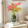 Planta de Musgo Hidropônico Elfo Verde em Vaso Planta de Escritório Criativa Beleza Vermelha Rosa Novidade Fácil de Cuidar Folhas Coloridas Alocasia