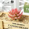 007 simulación carnosa flocado serie roja suministros creativos DIY accesorios para arreglos florales decoración de pared de plantas una generación de cabello