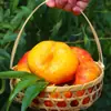 Pêssegos Chatos Arco-Íris, Pêssegos Chatos Manteiga, Frutas Frescas, Pêssegos Chatos Dourados em Óleo, Caixa de Presente Sazonal Inteira de Mengyin, Shandong