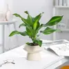 Planta de Madeira de Ferro Iemenita Coração Dourado para Sala de Estar Interna e Mesa de Escritório, Sempre Verde, Purificadora de Ar, Absorvente de Formaldeído