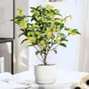 Osmanthus em Vaso Forte Aroma Quatro Estações Osmanthus Muda Flor Osmanthus Interior Varanda Perene Floração Sempre-verde Mesa
