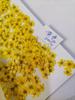 Ameixa Pérola, Narciso Pequeno, Flor de Ameixa Pequena, Flor de Cinco Estrelas, Flor de Cinco Pétalas, Flor Seca para Nail Art, Capa de Celular de Resina com Relevo Transfronteiriça
