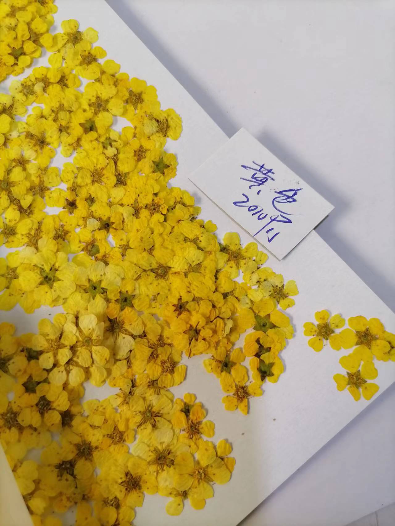 珍珠梅黄色