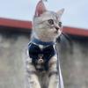Correa para Gato, Arnés para Gato, Correa para Perro, Gatito Pequeño, Gato Joven, Suministros para Mascotas Perro Pequeño, Collar, Arnés