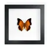 Mariposa Real, Especie Preciosa de Verano, Mariposa Rara, Mariposa Pequeña de Cinta Verde, Adorno de Escritorio, Espécimen de Regalo, Pintura Decorativa, Espécimen de Mariposa