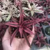 Plantas de Piedra Absorbente Plantas Verdes Piedra de Agua Acuaterrario Tanque de Selva Rocalla Paisajismo Musgo Helecho Micro-paisaje Plantas de Bonsái