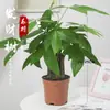 Árbol del Dinero Maceta Planta de Interior Tierra para Flores Pequeño Bonsái Cultivado en Maceta Planta Verde para Sala de Estar Oficina Fortuna Cerámica Maceta Pequeña