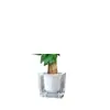 Árbol del Dinero Maceta Flores, Sala de Estar, Casa Próspera, Plantas Verdes, Fácil de Cultivar en Todas las Estaciones, Árbol del Dinero, Plantas Hidropónicas de Escritorio para Oficina