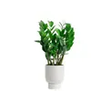 Plantas de Interior, Plantas en Maceta de Árbol del Dinero Grande, Sala de Estar, Fáciles de Cultivar, Plantas Verdes, Bonsái de Cadena de Dinero, Árbol del Dinero Pequeño
