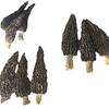 Morchella atacado morchella de Yunnan produtos secos atacado origem fornecimento uma geração de cabelo