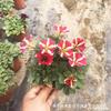 Ipomea de colores, Petunia, Ipomea colgante, Flores en maceta variadas, Alquiler vacacional, Venta al por mayor de flores