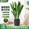 Planta Verde Orquídea de Folha Única em Vaso, Planta de Folhas Grandes Resistente ao Frio e Amante de Sombra, Planta de Flor Hidropônica no Escritório, Sempre Verde o Ano Todo