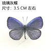 Venta Directa al Por Mayor de Fábrica de Especímenes Reales de Mariposas con Alas Extendidas, Diversos Insectos y Escarabajos, Accesorios para Fotos, Educación Científica, Especímenes Naturales