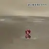 ¡56 Colores Swarovski! Clavo Explosivo Huazi para Hueso del Oído Acero de Titanio Clavo Coclear Suela Retorcida Plana