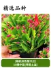 Orquídea Garra de Caranguejo Multicor em Vaso Quatro Estações Classe Doméstica Floração Dupla Mesa de Escritório Varanda Pátio Suculentas Plantas Verdes