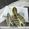 Hojas de Pavo Real Negras, Hojas de Arreglo Floral de Planta Simulada, Decoración del Hogar, Hojas de Taro de Colores, Hojas de Loto de Guanyin, Plantas Verdes para Bodas