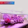 Soporte de Luz Carnoso de Pie para Escritorio Iluminación Carnosa LED para Cultivo Lámpara de Hogar Imitación de Luz Solar
