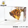 Artesanías de especímenes, insectos reales, escarabajo ciervo, escorpión, escarabajo, araña, regalos de enseñanza de ciencias biológicas, adornos de resina
