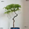 Bonsái Estilo Zen con Tocón Viejo Huangjing para Decoración de Dormitorio Interior, No Incluye Maceta