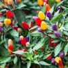 Mudas Coloridas de Pimenta em Vaso São Comestíveis e Ornamentais, Mudas de Pimenta Coloridas e Levemente Picantes São de Alta Produtividade e Podem Ser Plantadas em Massa por Pessoas Preguiçosas em Todas as Estações