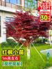 Dropshipping Japonês Vermelho Maple Mudas Vaso Planta Durante Todo o Ano Red Dancer Chinês Vermelho Maple É Fácil de Cultivar em Todas as Estações, Interior e Exterior, Resistente ao Frio