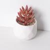 Uau, simulação personalizada de planta suculenta, planta verde, cacto, decoração para escritório interno, combinação de bonsai em vaso, atacado