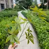 Plantas verdes artificiais de folha da sorte de galho alto e folha de pé de pato impressas em 3D para decoração de casamento e paisagismo de fundo em estilo nórdico