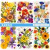 Flor Seca Material para DIY Marcapáginas en Relieve Panel Pintura Gipsofila Gipsofila Rosa Hojas Reales Espécimen Vegetal Pegamento de Goteo Marco de Fotos