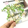 Pacote de Material DIY Flor Eterna 1g Gradiente Cabeça Grande Mosquitinho Estrela Milionária Buquê de Flores Secas Flor Eterna Flor Real