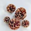 Pinhas de Natal Quentes e Vendidas em Larga Escala Através das Fronteiras, Venda Direta do Fabricante Original, Atacado e Dropshipping, Decoração para Fotografia de Casa, Flores Secas DIY