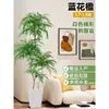 Planta Viva Jacaranda Sala de Estar Planta Grande en Maceta Interior Fácil de Mantener de Pie Flor Real Paisaje Jardinería para Absorber Formaldehído