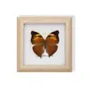 Marco de Fotos Pequeño con Cinta Verde, Mariposa Real Rara, Soporte de Exhibición, Regalo, Presente de Cumpleaños, Espécimen de Mariposa, Pintura Decorativa, Foto de Pareja Linda