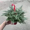 Helecho Cola de Lobo Bonsái Helecho Maceta Planta Verde Micro Paisaje Absorbedor de Formaldehído Mini Escritorio Interior Oficina Perenne Todo el Año