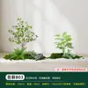 Plantas Verdes Artificiales Paisajismo Piso Interior Lujo Ligero Combinación de Micro Paisaje Plantas Falsas Biónicas Decoración de Paisajismo con Musgo