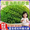 Uva Marina Auténtica Oficial para Niños Lista para Comer Sin Aditivos Caviar Verde Fresco Snack Saludable y Nutritivo Uva de Agua