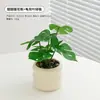 Plantas Verdes, Vasos Pequenos, Árvore da Fortuna Semelhante para Mesas de Escritório Internas, Mesas de Centro de Sala de Estar, Flores Artificiais e Arranjos Florais