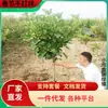 Dropshipping de Plántulas de Higo Extra Grandes con Pulpa Roja y Tallos Altos para Plantar en Macetas, Adecuado para Regiones del Sur y del Norte, Variedad Enana