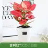 Wannianhong Ruyi Geely Plantas Hidropónicas Plantas Verdes Interiores Potos Criado en Agua Flor Árbol del Dinero en Maceta Arrowroot Rico
