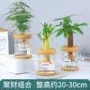 Plantas Hidropónicas Favoritas de los Agricultores Bonsái de Escritorio Plantas Verdes Planta Roja de la Suerte Plantas Pequeñas en Maceta Escritorio de Oficina Plantas Verdes Pequeñas Fáciles de Cuidar
