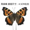 Venta Directa al Por Mayor de Fábrica de Especímenes Reales de Mariposas con Alas Extendidas, Diversos Insectos y Escarabajos, Accesorios para Fotos, Educación Científica, Especímenes Naturales