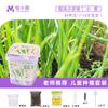 Semilla de Alegría del Hogar Escuela Primaria Ciencia Operación Caja de Observación del Crecimiento de Plantas Plantación Infantil Mini Pequeña Maceta Jardín de Niños