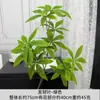 Simulação de casamento flor verde planta mão cor folha Taro água arara Taro sete cabeça Guanyinlian bambu pico grama Muri Mori material da flor