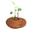 Bulbos de Semillas de Cyclocarya, Plantas Trepadoras, Bulbos de Semillas de Philodendron, Plantas Doradas para Hidroponía de Oficina, Cultivo en Tierra y Plantas en Maceta