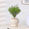 Vasos de Flores e Plantas Verdes para Mesa, Bonsai de Mesa para Interior e Sala de Estar, Plantas Purificadoras de Ar
