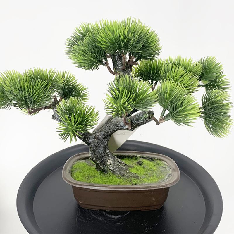 美人松白底