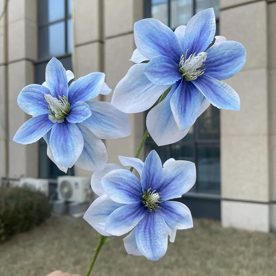 3头喜尚玉兰花-xsmjsx-浅蓝.JPG